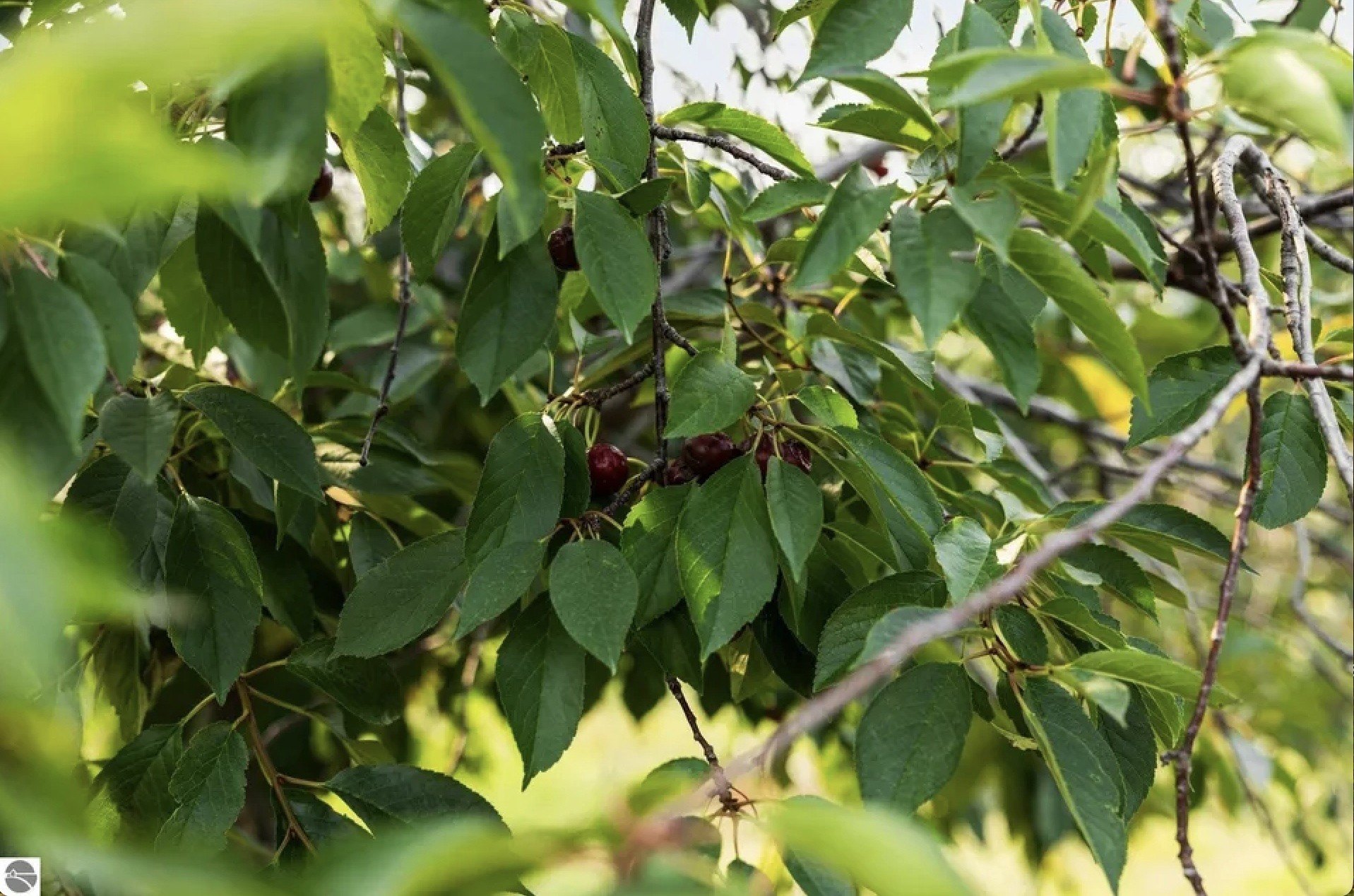 Photo of cherry tree in Traverse City